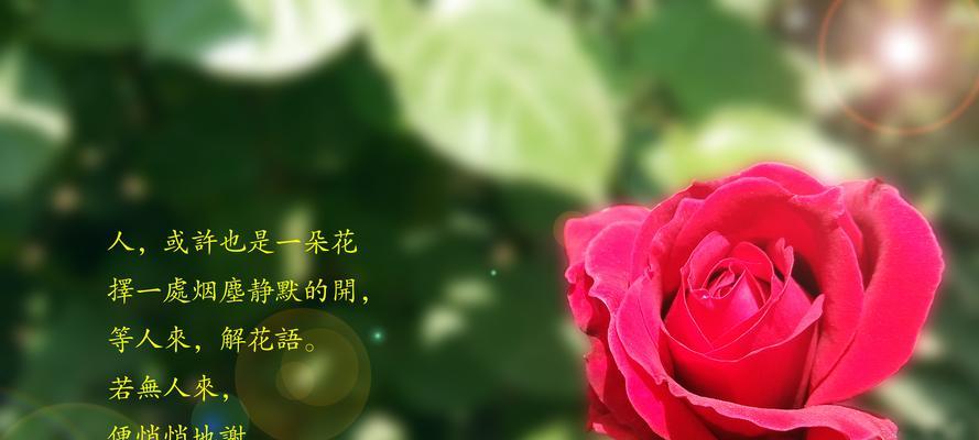 月季花的花语有哪些？如何用好段落描述月季花的花语？