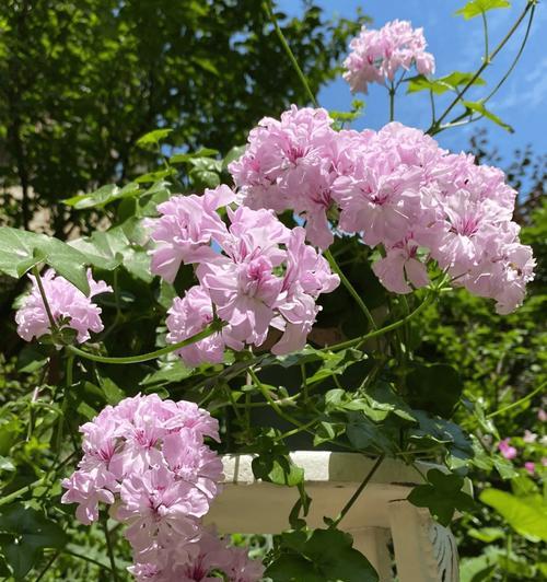 盾叶天竺葵的花语是什么？关于盾叶天竺葵有哪些传说？