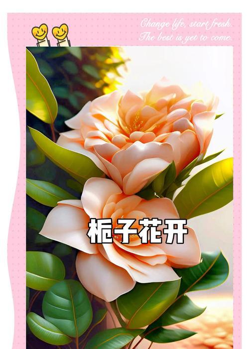 栀子花的花语代表什么？栀子花如何象征坚强？