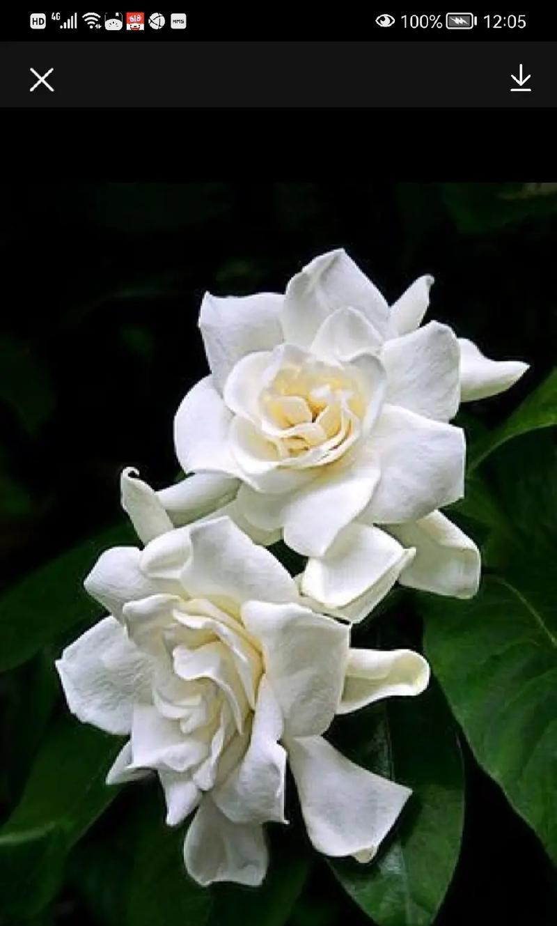 栀子花的花语代表什么？栀子花如何象征坚强？
