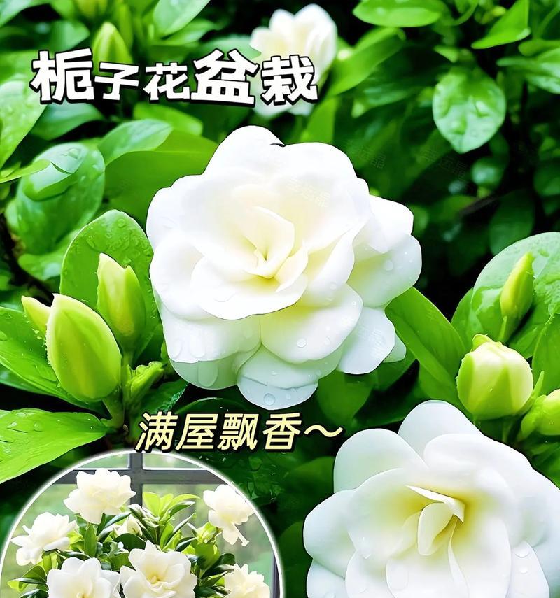 栀子花的花语代表什么？栀子花如何象征坚强？