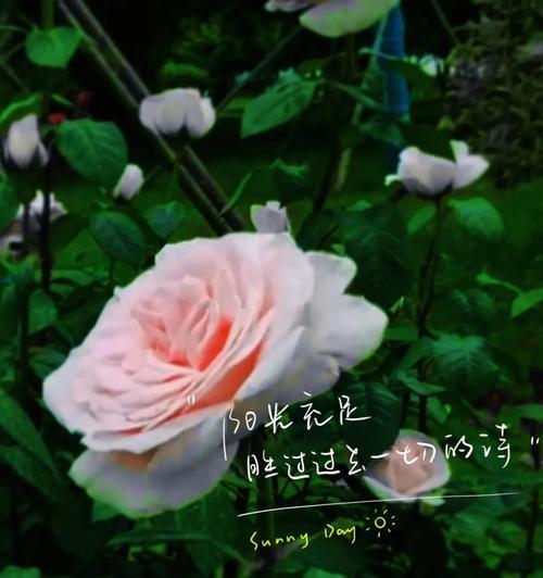 月季花的花语是什么？它代表了哪些意义？