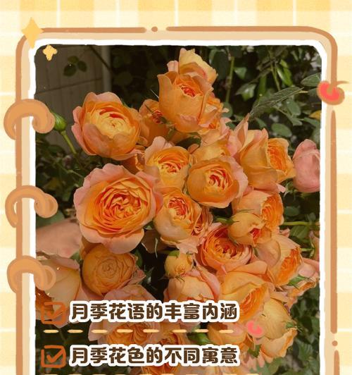 月季花的花语是什么？它代表了哪些意义？