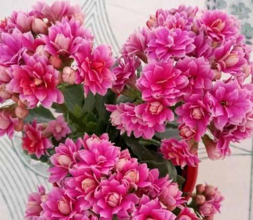 冬季来临的花语是什么？有哪些花代表冬季？
