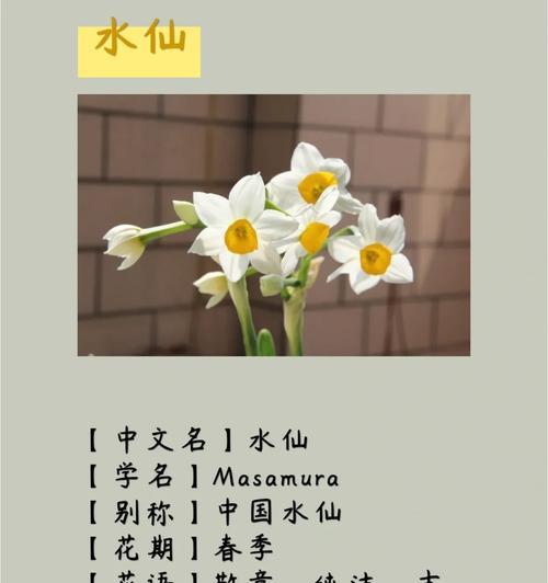 水仙花的花语是什么？它有哪些含义？