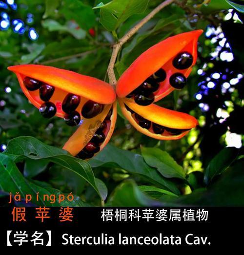 苹婆花的花语是什么？它象征着什么？