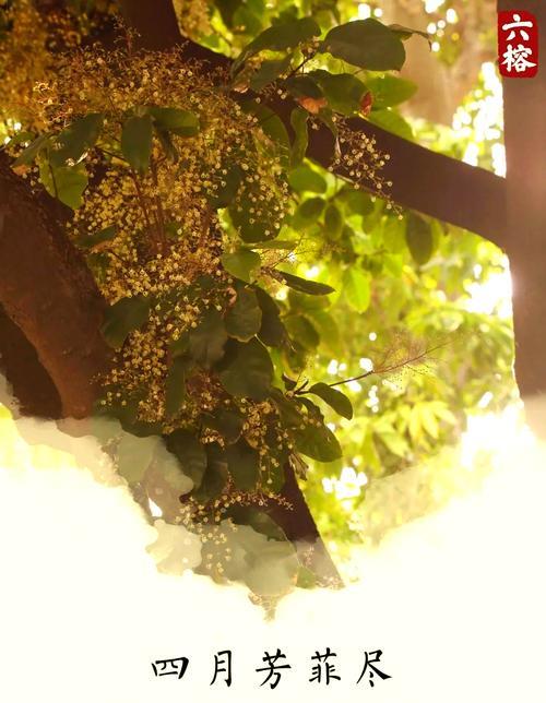 苹婆花的花语是什么？它象征着什么？