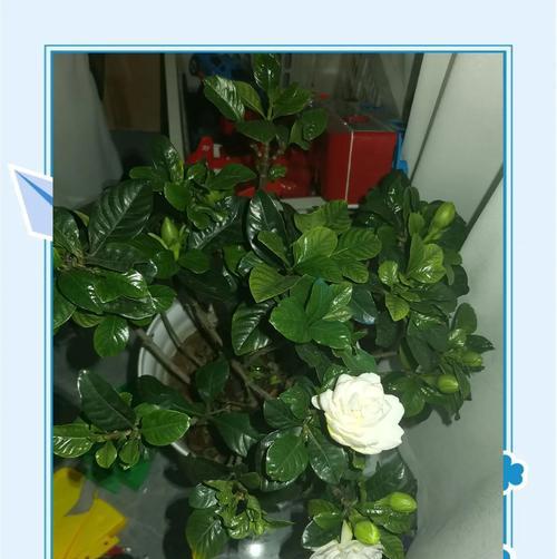 栀子花的寓意是什么？它的花语有哪些？