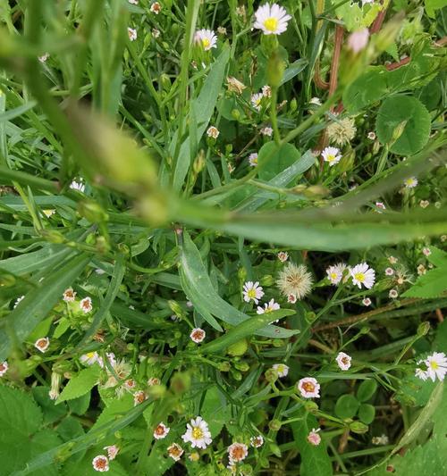 蕙芷花的花语是什么意思？它象征着什么？