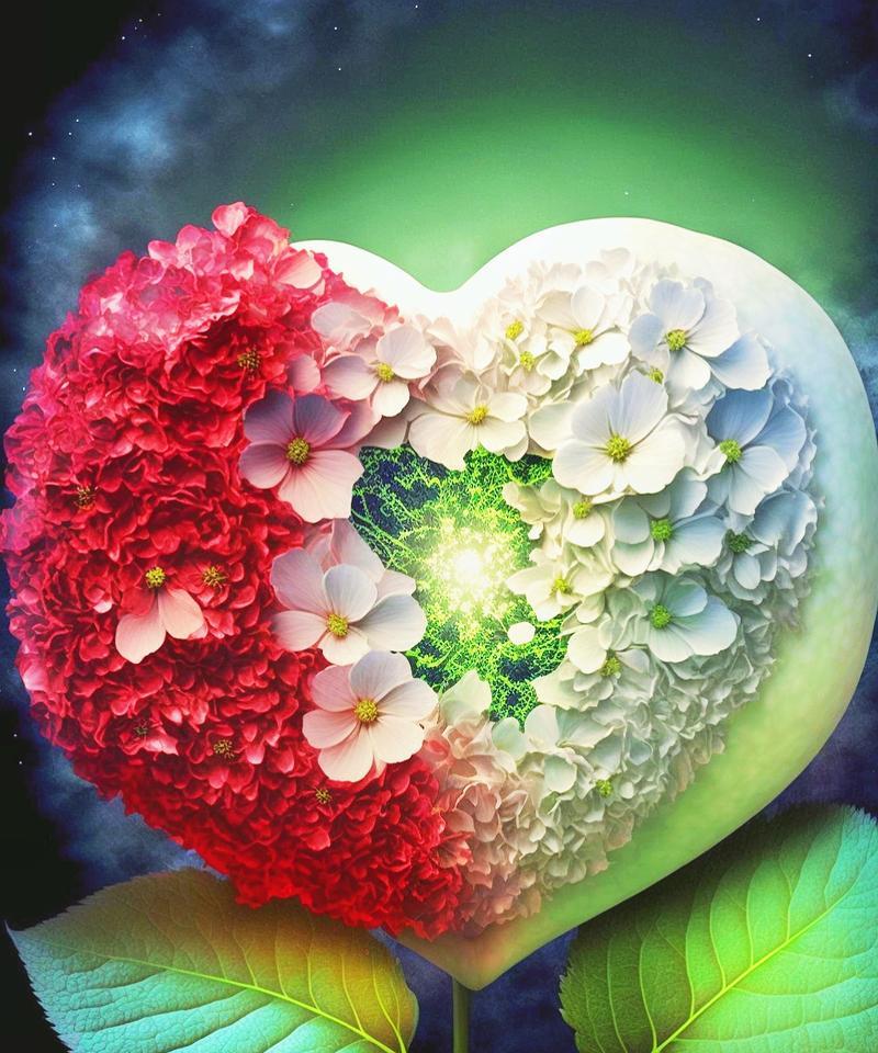 绣球花玫瑰红色的花语是什么？它代表了什么？