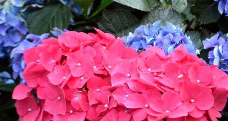 绣球花玫瑰红色的花语是什么？它代表了什么？