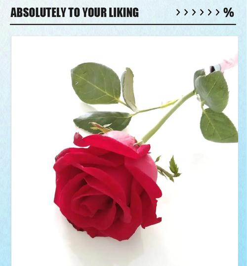 绣球花玫瑰红色的花语是什么？它代表了什么？