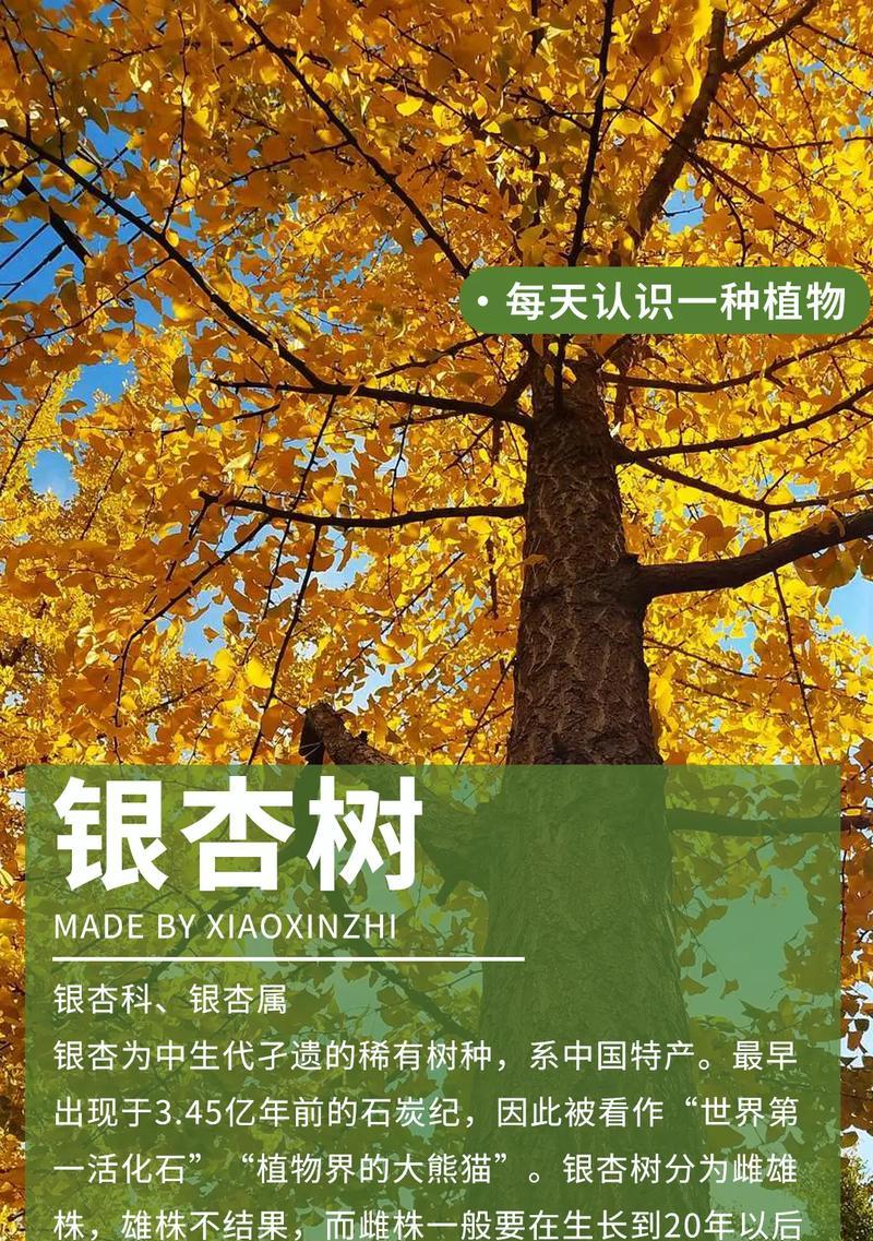 有哪些花的花语与银杏相似？