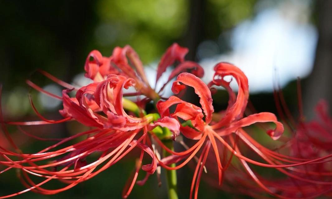 彼岸花的花语是什么？它有哪些独特特点？