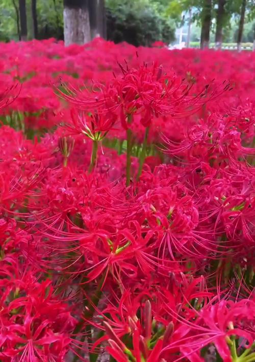 彼岸花的花语是什么？它有哪些独特特点？