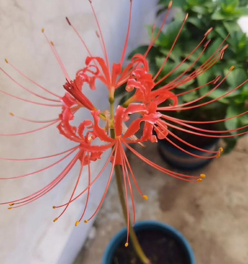 彼岸花的花语是什么？它有哪些独特特点？