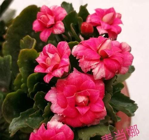 粉红色长寿花的花语是什么？它象征着什么？