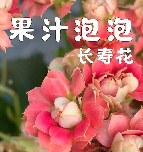 粉红色长寿花的花语是什么？它象征着什么？
