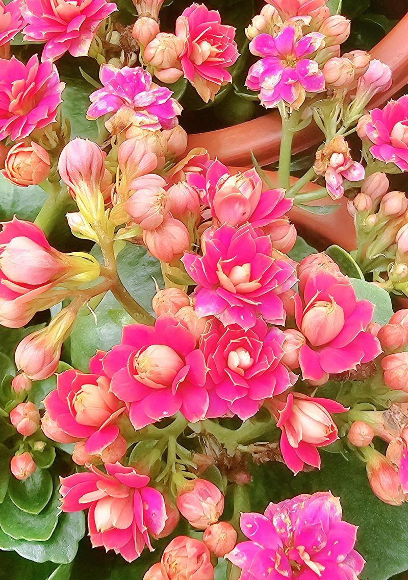 粉红色长寿花的花语是什么？它象征着什么？