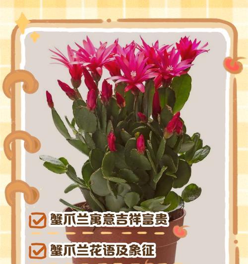 蟹爪兰有哪些颜色？各自的花语是什么？