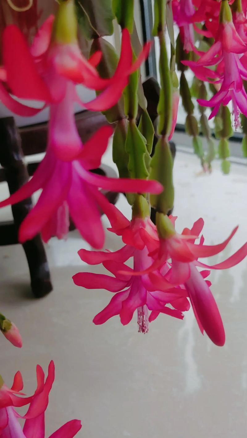 蟹爪兰有哪些颜色？各自的花语是什么？