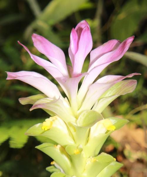 姜花的花语是什么？代表什么意义？