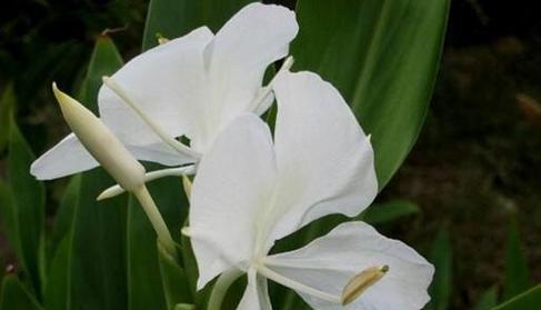 姜花的花语是什么？代表什么意义？