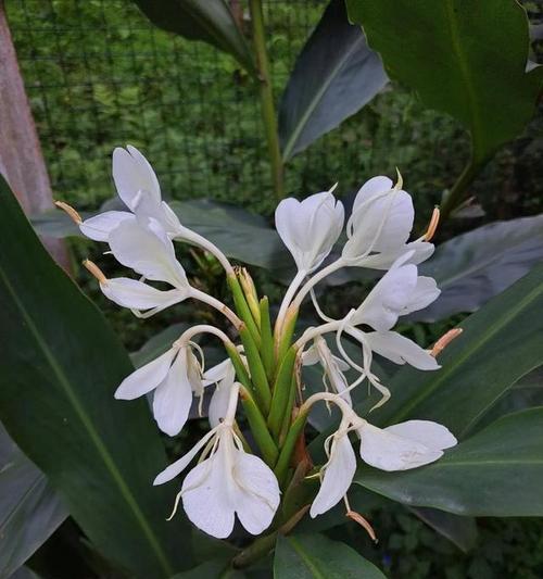姜花的花语是什么？代表什么意义？
