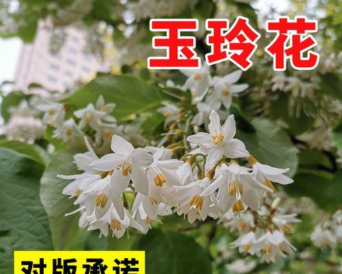 玉玲花的花语是什么？玉玲花象征着什么？