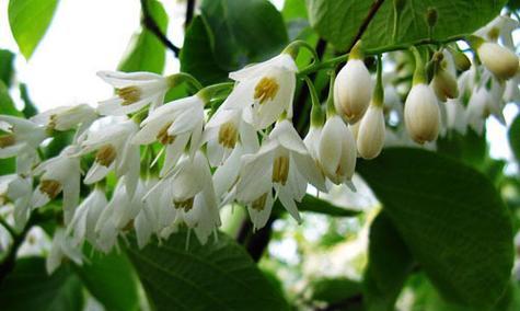 玉玲花的花语是什么？玉玲花象征着什么？