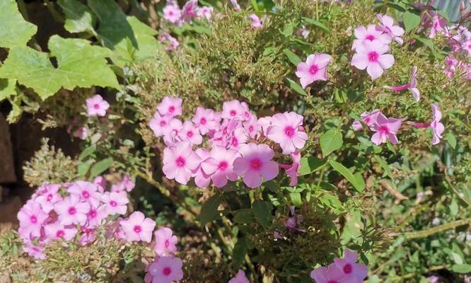 天蓝绣球花语有哪些含义？如何正确解读？