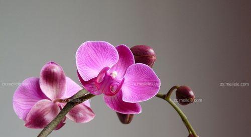 瓜子黄杨花语代表什么？它的象征意义是什么？
