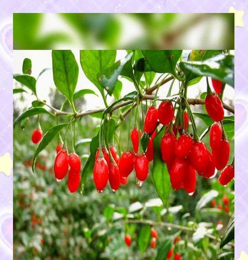 枸杞花的花语有哪些？它象征着什么？