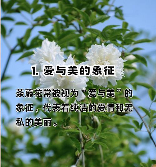 枸杞花的花语有哪些？它象征着什么？