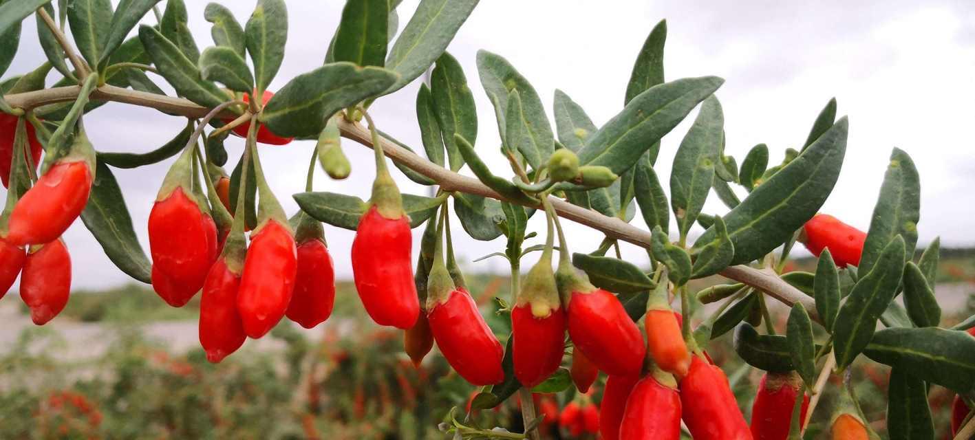 枸杞花的花语有哪些？它象征着什么？