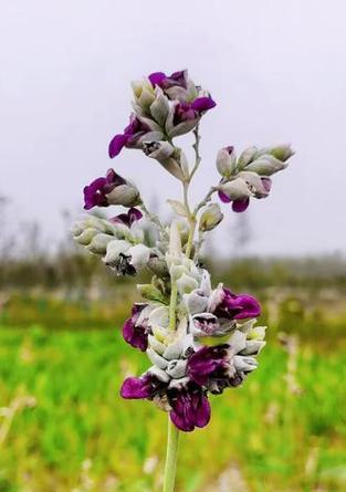再力花的花语是什么？它有什么特别的含义吗？