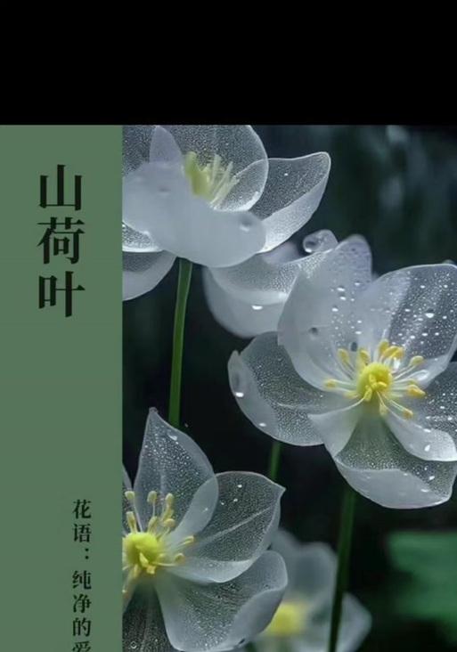 山何叶的花语是什么？它象征着什么？