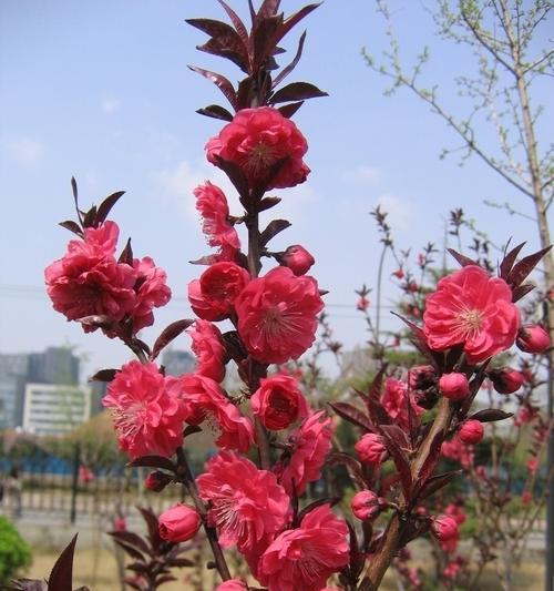 紫叶碧桃花语有哪些？它传递了哪些信息？