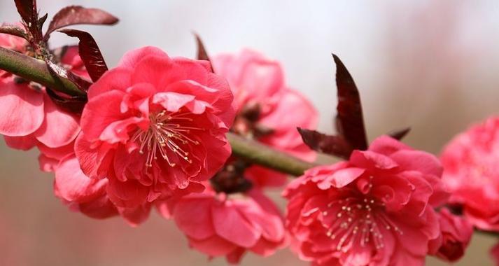 紫叶碧桃花语有哪些？它传递了哪些信息？