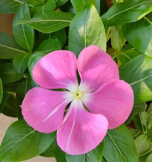 小长春花花语是什么？它有什么特别含义？