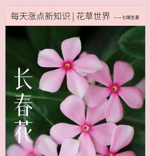 小长春花花语是什么？它有什么特别含义？