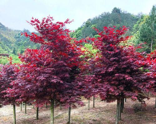 日本红枫花语代表什么？它象征着什么？