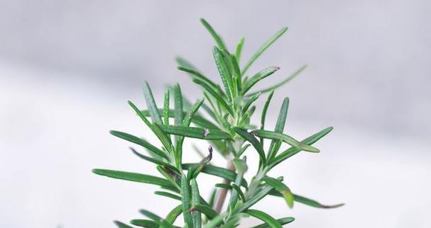 迷迭香花花语有哪些？它象征着什么？