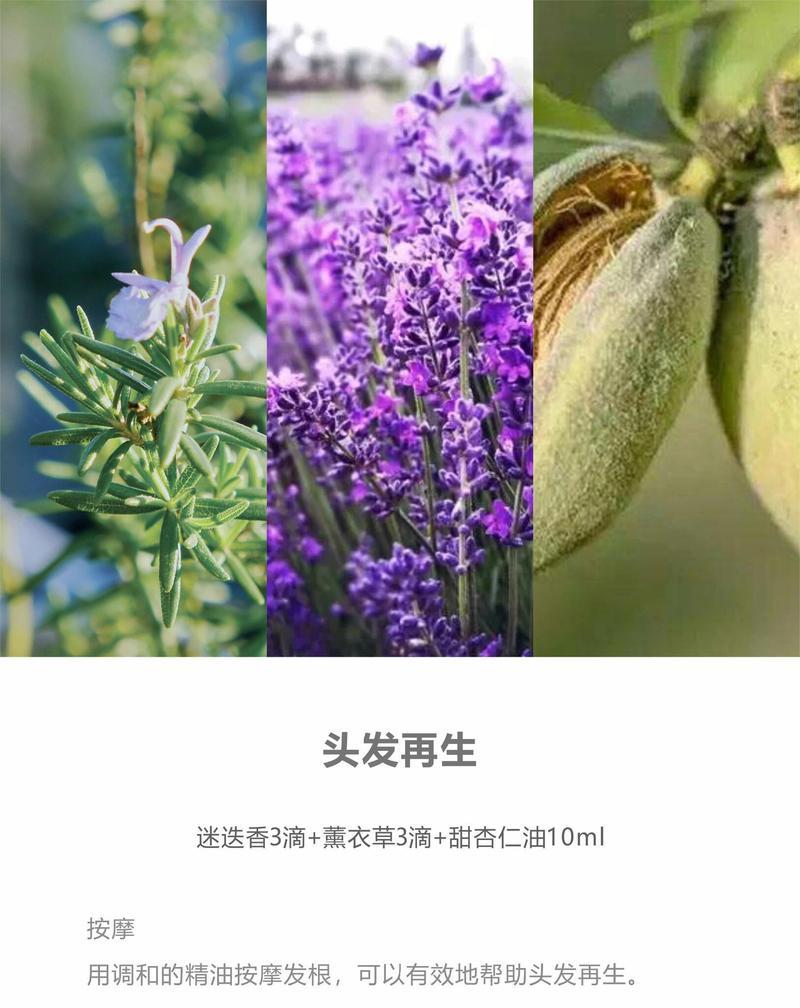 迷迭香花花语有哪些？它象征着什么？