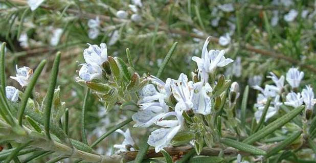 迷迭香花花语有哪些？它象征着什么？