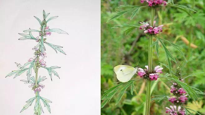 益母草的花语是什么？它有什么特别含义？