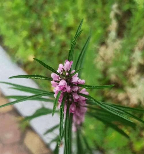 益母草的花语是什么？它有什么特别含义？