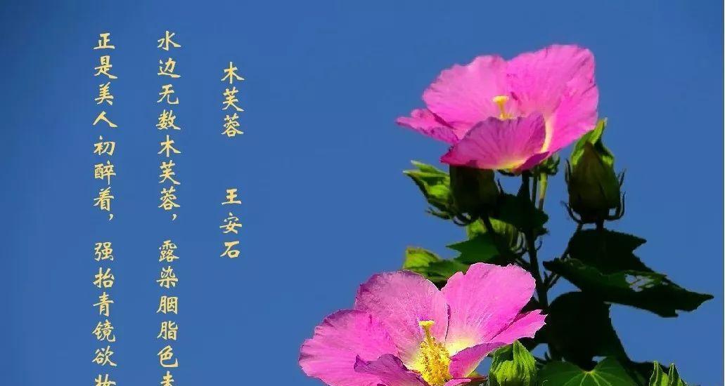 芙蓉花花语代表什么？它传递了哪些信息？