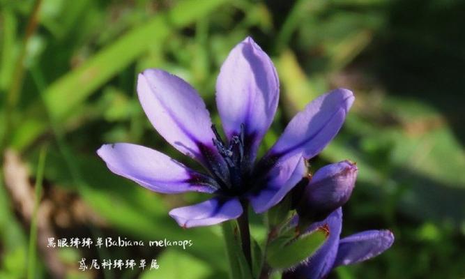 狒狒花的花语是什么？它有什么寓意？