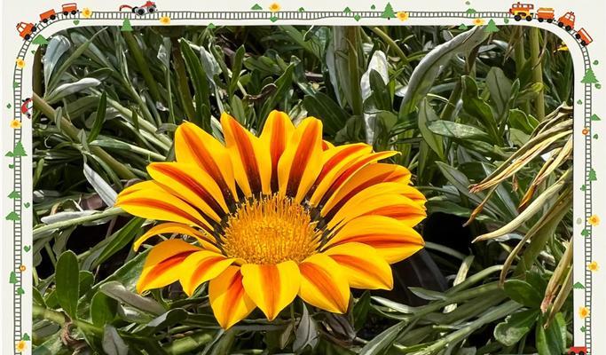 勋章菊的花语有哪些？它象征着什么？